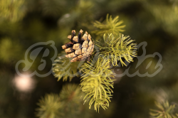 Umelý vianočný stromček Smrek Banff 100% 3D